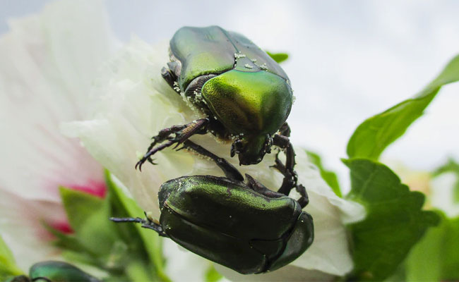 beetle-exterminator-image